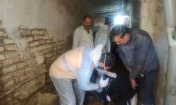 رزمایش امنیت غذایی در ازنا؛واکسیناسیون ۱۱۰۰ رأس دام علیه تب برفکی