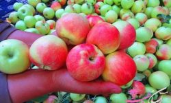 سیب گلاب درمانگر معده و اعصاب