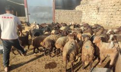 واکسیناسیون ۱۹ هزار دام و طیور در رزمایش جهادی کوهدشت و پلدختر