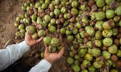 برداشت بیش از پنج هزار تن گردو در بروجرد