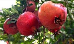 سرخی انار در آغوش سبز لرستان؛سفری به بهشت انارستان‌های پاپی