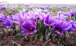 سلسله؛قلب طلای سرخ لرستان