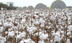 اجرای طرح تحقیقاتی توسعه کشت پنبه در لرستان