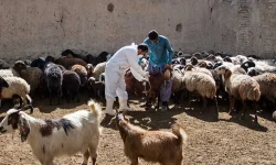 هشدار دامپزشکی لرستان در خصوص شیوع بیماری «تب برفکی»