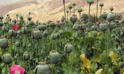 اجاره دادن زمین برای کشت گیاهان ممنوعه جرم است