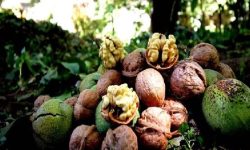 رتبه سوم لرستان در تولید گردوی کشور