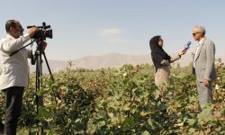 گام‌های علمی در احیای کشت پنبه و معرفی دستاوردهای پژوهشی کشاورزی در لرستان