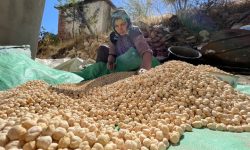 برگزاری دوره‌های تخصصی کشت مکانیزه نخود در لرستان