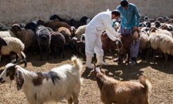 واکسیناسیون دام‌های لرستان علیه بیماری «تب برفکی»
