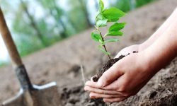 پویش درختکاری در خرم‌آباد به مناسبت ولادت حضرت علی (ع)