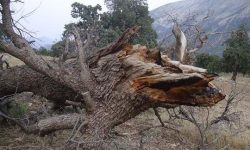 نقش کلیدی مؤسسه گیاه‌پزشکی در مدیریت بحران زاگرس