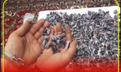 دستگیری فروشندگان موادمخدر در پوشش سوپرمارکت