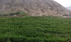 پلدختر قطب سبزی زمستانی کشور
