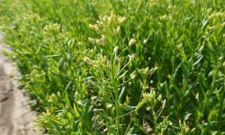 آغاز کشت گسترده کاملینا در کوهدشت