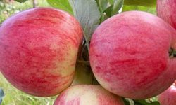 تأمین میوه سیب شب عید در بروجرد