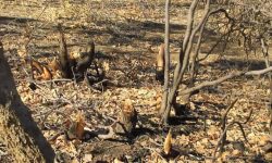 تشکیل پرونده قضایی برای قطع‌کنندگان غیرمجاز درختان بسطام