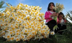 آغاز برداشت گل نرگس از نرگس زارهای لرستان