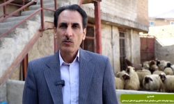 اجرای طرح افزایش تولید در واحدهای دامداری لرستان