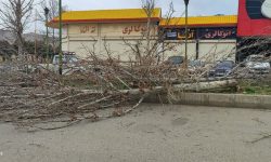 قطع شبانه ۳۶ درخت چنار؛هرس یا تخریب؟
