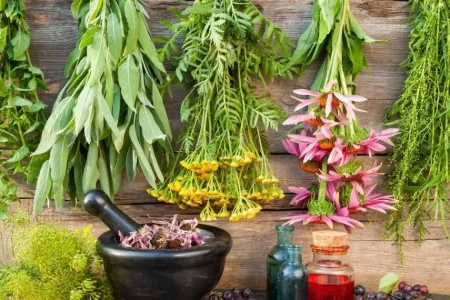 گیاهان دارویی؛ظرفیتی برای سلامت،اشتغال و درآمدزایی در خرم‌آباد