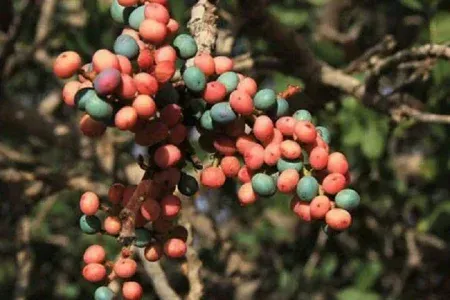 پیش‌بینی برداشت ۳۵۰ تن پسته از باغات لرستان