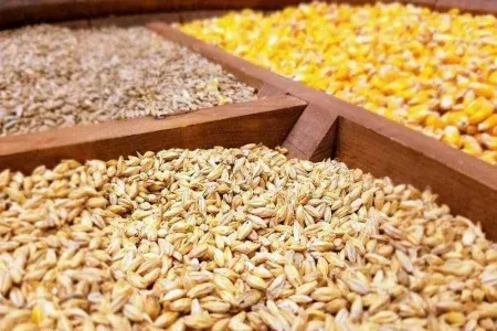 توزیع بیش از ۳۱ هزار تن نهاده دامی در لرستان