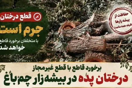 قطع بی‌رحمانه درختان «چم‌باغ» ویسیان؛متخلف دستگیر شد