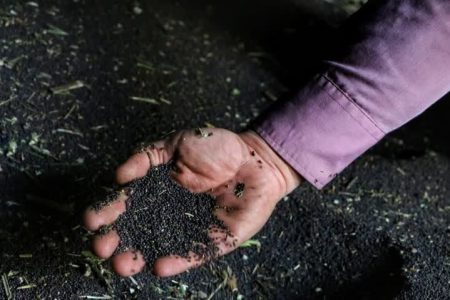تسویه ۲۸۴ میلیارد و ۲۴۰ میلیون تومان مطالبات کلزاکاران لرستان