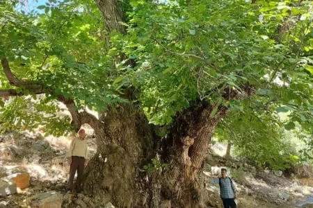 ثبت ملی کهن‌ترین درخت گردوی ایران در لرستان