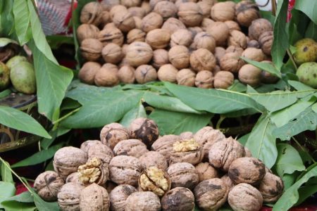 تولید ۲۸ هزار تن گردو در لرستان