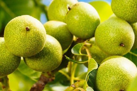 گردوی سلسله راهی بازارهای خارجی شد