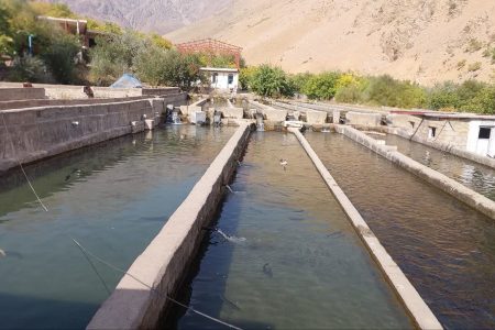 تولید سالانه بیش از ۱۰ میلیون قطعه تخم چشم‌زده ماهی در کمندان ازنا