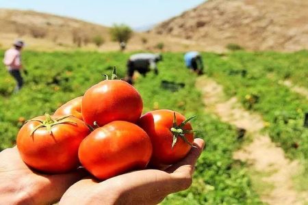پیش‌بینی برداشت ۱۱۰ هزار تن گوجه‌فرنگی و پیاز در لرستان