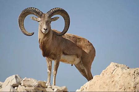 محکومیت شکارچی غیرمجاز یک رأس بزکوهی در دلفان