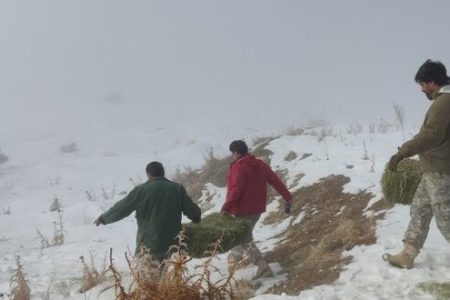 توزیع علوفه خشک در پناهگاه حیات وحش «سفید کوه» ازنا