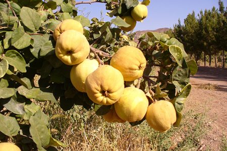 ۴۳ هزار هکتار باغ بارور در لرستان