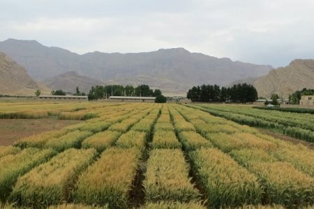 تولید ۷۵۰ تن بذور طبقاتی در لرستان