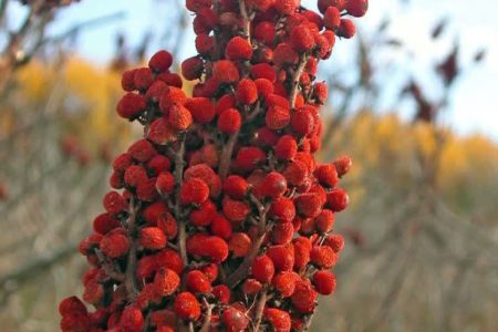 کشف رویشگاه طبیعی سماق در روستای «گل زرد» بروجرد