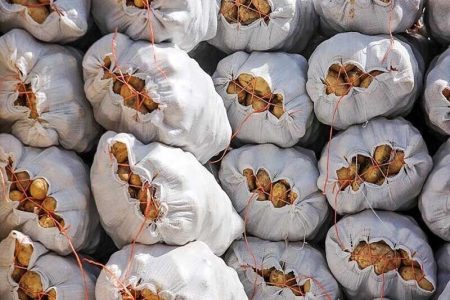 احتکار ۵۰ تن سیب‌زمینی در کوهدشت