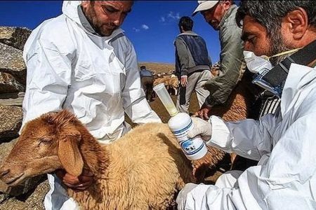 آغاز واکسیناسیون ۷ میلیون رأس دام در لرستان