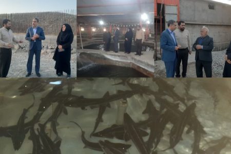 تولید ۲۵ تن خاویار در مجتمع «چم گز» پلدختر