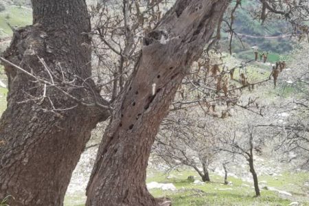 طغیان آفات برگ خوار بلوط در جنگل های لرستان