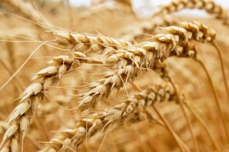 خرید تضمینی گندم در پلدختر از مرز ۳ هزار تن عبور کرد