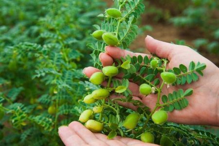 رتبه اول لرستان در تولید نخود کشور