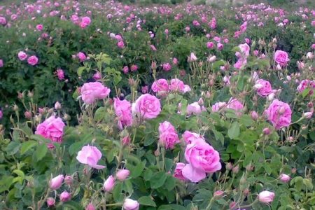پیش بینی برداشت ۳۰ تن گل محمدی از باغات بیرانشهر