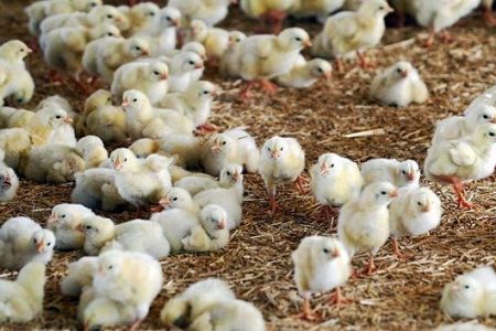 جوجه ریزی بیش از چهار میلیون قطعه ای مرغداری ها در لرستان