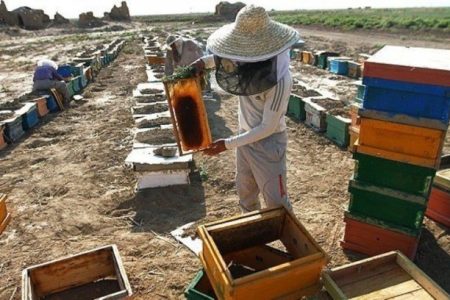 بالا بودن قیمت شکر و عدم زنجیره تولید،مشکل زنبورداران بروجرد