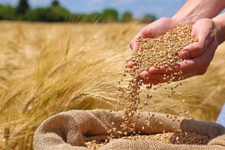 خرید ۴ هزار تن کلزا و گندم از کشاورزان لرستانی