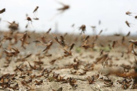 هجوم ملخ‌ها به خرم‌آباد❗️