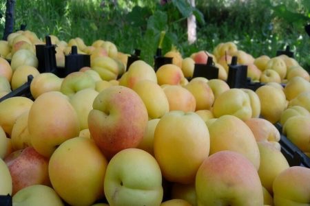 آغاز برداشت زردآلو از باغ های لرستان